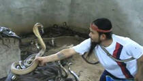Pogledajte šta ovaj čovjek radi sa kobrama, zaprepastićete se! (Video)