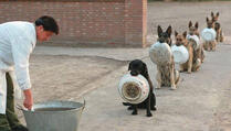 Policijski psi u Kini strpljivo čekaju obrok u redu