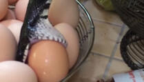 Zastrašujući trenutak: Zmija u kuhinji se časti jajima