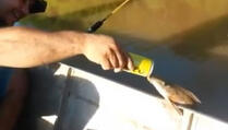 Riba se nasloni na čamac, pa pije pivo (VIDEO)