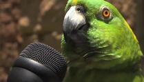 Najtalentovaniji papagaj na svijetu
