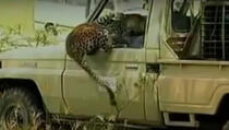 KAKAV ŠOK: Uzeo motku i počeo udarati leoparda u kavezu (VIDEO) 