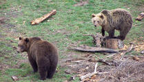 Dragaš: Medvjedi otkopavaju grobove u pojedinim selima Gore