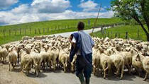 Priča jednog pastira koja je rasplakala čitav svijet …