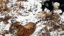 Jarac postao prijatelj s tigrom u ruskom safari parku (FOTO)