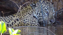 Kada se gladni jaguar namjeri na kajmana