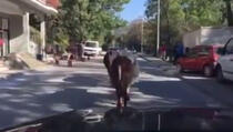 Priština: I krave odlaze na vikend - kroz centar grada (Video)