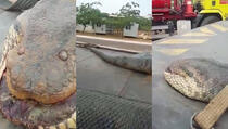 Ogromna anakonda pronađena pregažena na autoputu (VIDEO)