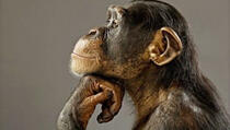Dvije čimpanze sud smatra "osobama", uskoro odluka o oslobađanju