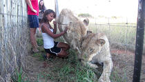 Stala je uz ogradu i odlučila da poljubi lava. Pogledajte šta se dogodilo u nastavku