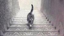 Ova mačka se penje ili spušta niz stepenice?