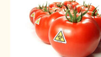 Obožavate paradajz? Onda bi trebali znati za skriveni otrovni dio koji ima!