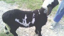U Srbiji se rodilo jagnje s natpisom ALLAH!