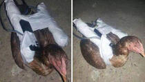 Islamska država koristi ‘kokoške samoubice'