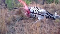 Mrtva zebra priredila je krvoločnom leopardu šok 
