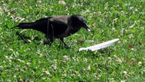 Vrana kupi smeće iza ljudi i nosi ga u kontenjer