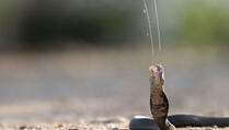 Moglo ga je koštati života: Skoro ga popljuvala najotrovnija kobra