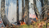 U Rapči kod Dragaša izgorjelo pet hektara šume