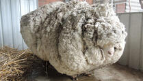  Sa izgubljene ovce ošišano 40 kilograma vune