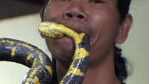 Čovjek čije je zanimanje da grize otrovne zmije (VIDEO)
