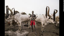 Pleme koje svoje krave masira, čuva puškama i daje život za njih (FOTO)