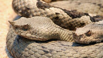 PANIKA NA KOSOVU: Pojavila se najsmrtonosnija zmija iz Afrike! (FOTO/VIDEO)