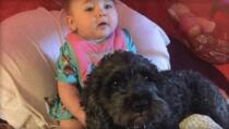 Pas Polo dao je svoj život kako bi zaštitio 8-mjesečnu bebu