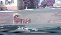 Pogledajte kako je ovaj pas pokušao da upozori vozača! (VIDEO)