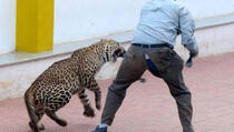 Indija: Leopard ušao u školu i povrijedio šest osoba