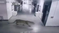 ZALUTAO JE: Leopard ušetao u školu, šestoro ozlijeđenih (VIDEO)