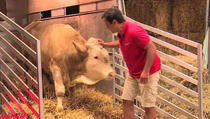 (VIDEO) Ovaj bik je cijeli svoj život proveo u lancima, a sada je konačno pušten na slobodu