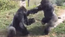 Tuča gorila u zoološkom vrtu (VIDEO)