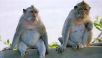 Kina klonirala genetski izmijenjenog majmuna