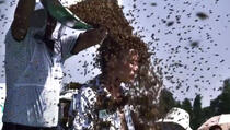 Prekrio tijelo sa 637.000 pčela