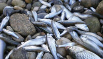 Stotine hiljada riba u panici iskaču iz vode na suho
