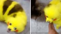 Vlasnik obojio psa da liči na Pikachua (VIDEO)