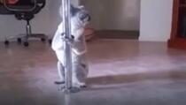 Koala provalila u kuću i oprobala se u "plesu oko šipke" (VIDEO)