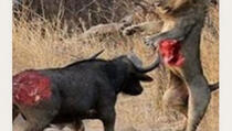 BIZARNO: Bizon se sveti lavu u nevjerovatnoj borbi do smrti (VIDEO)