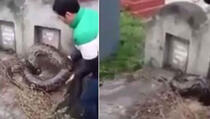 Ogromna zmija ušla u grob čovjeka koji je tu pokopan, uprkos nastojanjima da... (VIDEO)
