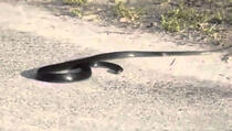 Pogledajte kako to izgleda kada zmija preživljava srčani udar (VIDEO) 0