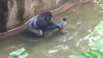 Pojavio se novi snimak koji pokazuje napad gorile na dječaka!