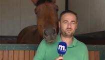 Konj ometa novinara da snimi prilog (VIDEO)