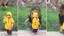 Lav se zatrčao prema dječačiću, htio ga je pojesti?! (VIDEO)