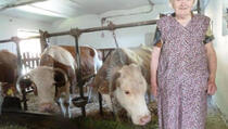 U Sloveniji živi krava Luca stara 35 godina