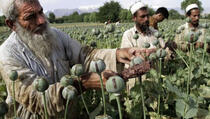 Kako je uzgoj opijuma u Afganistanu pomogao usponu talibana