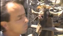 Šta se desi kada se reporter svađa sa kozom koja pljuje (VIDEO)