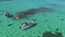Evo što se dogodi kada 70 morskih pasa navali na kita (VIDEO)