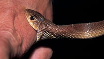 Šta raditi ako nekoga ugrize zmija: Zlu ne trebalo, ali ovo morate da znate