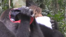 Djevojčica odrasla sa 2 gorile: 12 godina kasnije, oni su se opet sreli u divljini! (VIDEO)