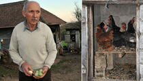 Fenomen u Srbiji! Kokoške nose jaja u boji